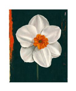 NARCISSE