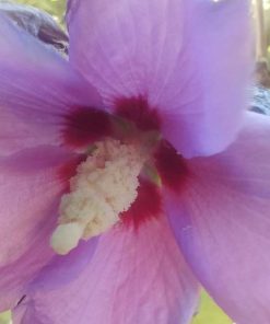 Hibiscus Syriacus – Althéa