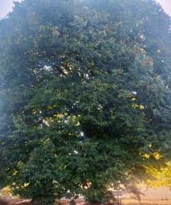 Tilleul à petites feuilles