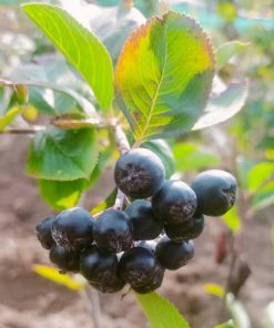 Alternative view of Aronia melanocarpa