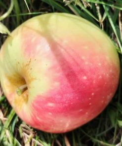 Pommier Croison de Boussy
