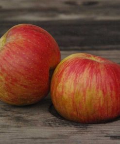 Pommier Du Léon
