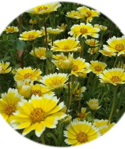 Layia platiglossa